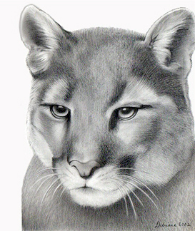 Drawing-Cougar