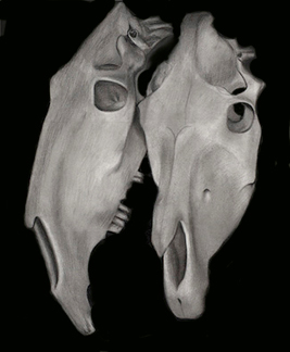 Drawing-Two Cowskulls