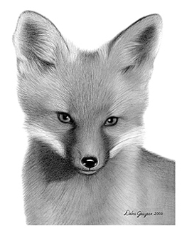 Drawing-Fox