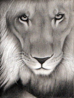 Drawing-Lion