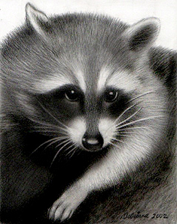 Drawing-Raccoon
