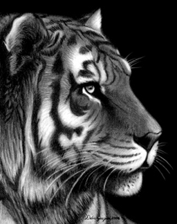 Drawing-Tiger
